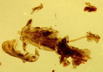 Media type: image;   Entomology 32447 Aspect: genitalia